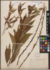Foto von Salix cordata Michx. x Salix sericea Marshall